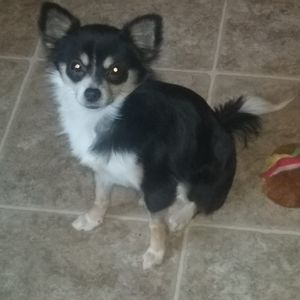 Meet your Posher, Joshua